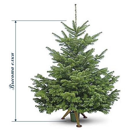 Как измерить высоту елки